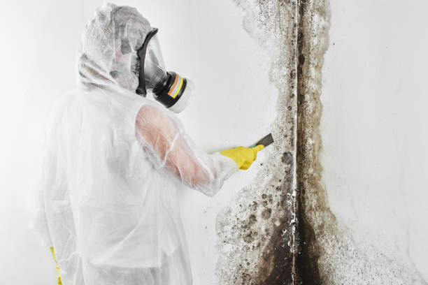 Certified Mold Removal in Thorndale, PA