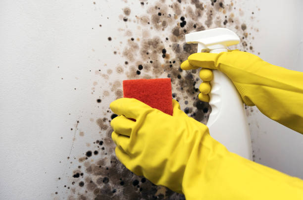 Professional Mold Removal in Thorndale, PA